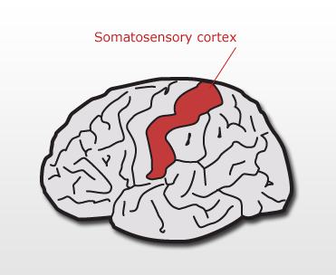somatosensory-cortex-diagra